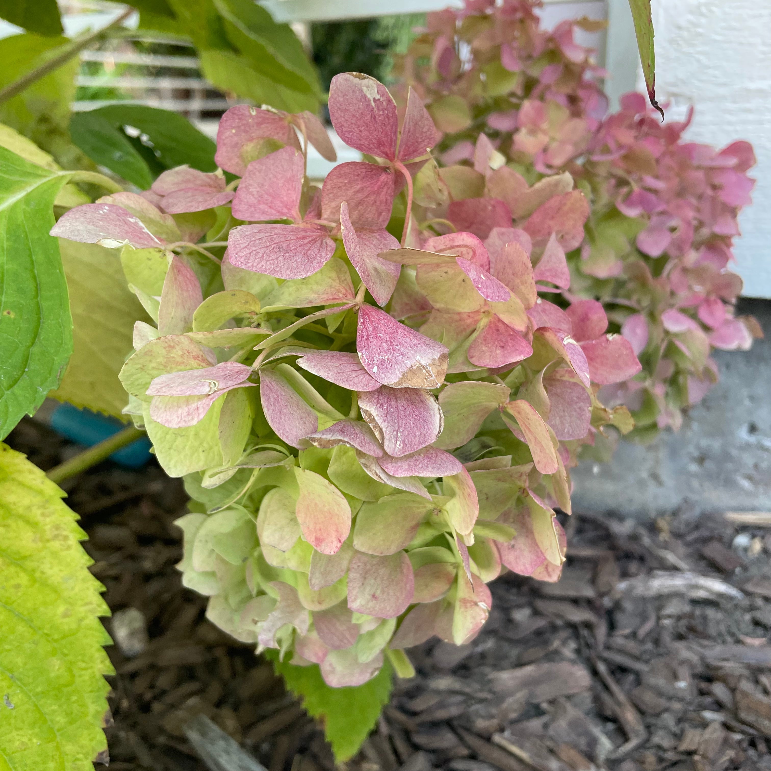 Vanilla Strawberry FE®Hydrangea