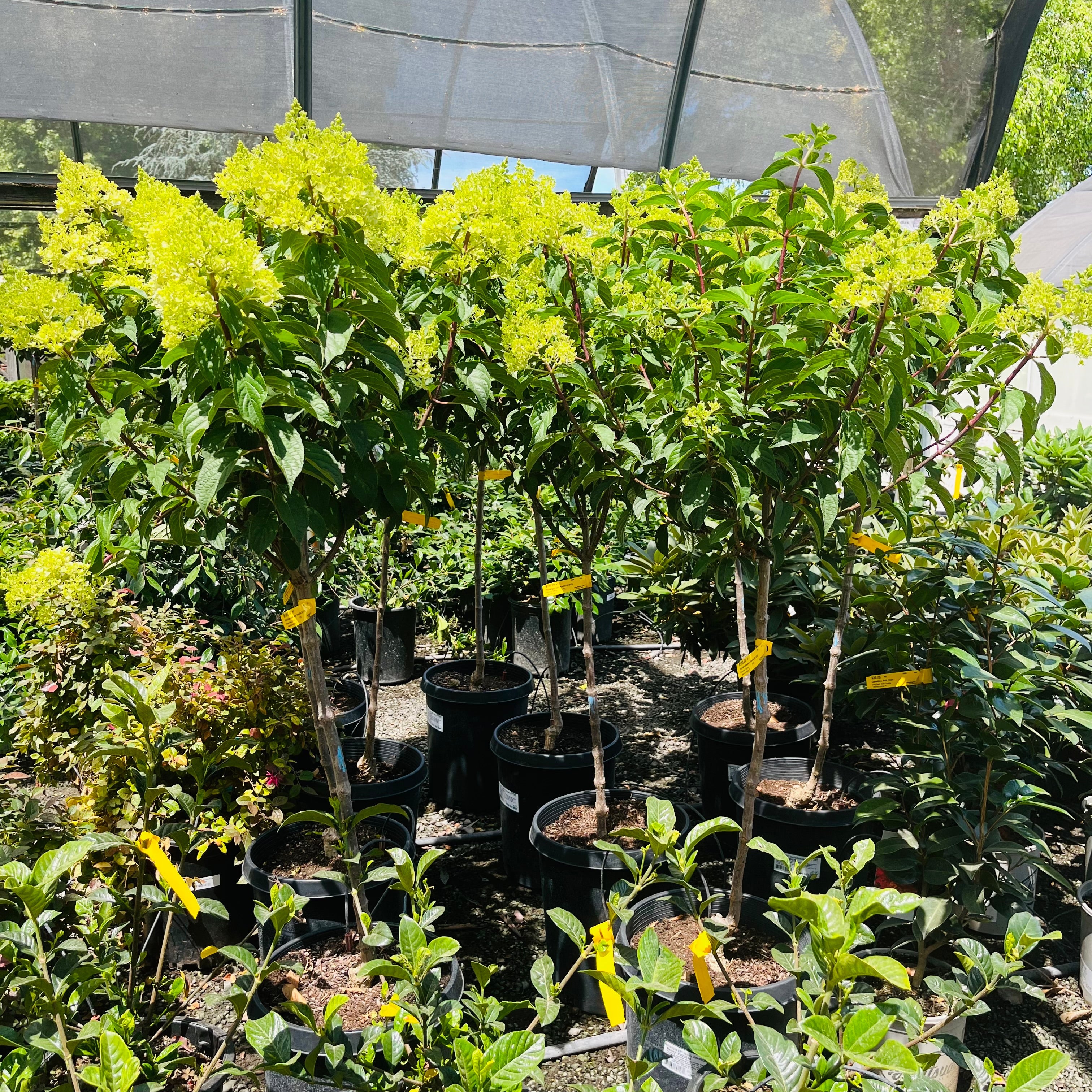 Vanilla Strawberry FE®Hydrangea