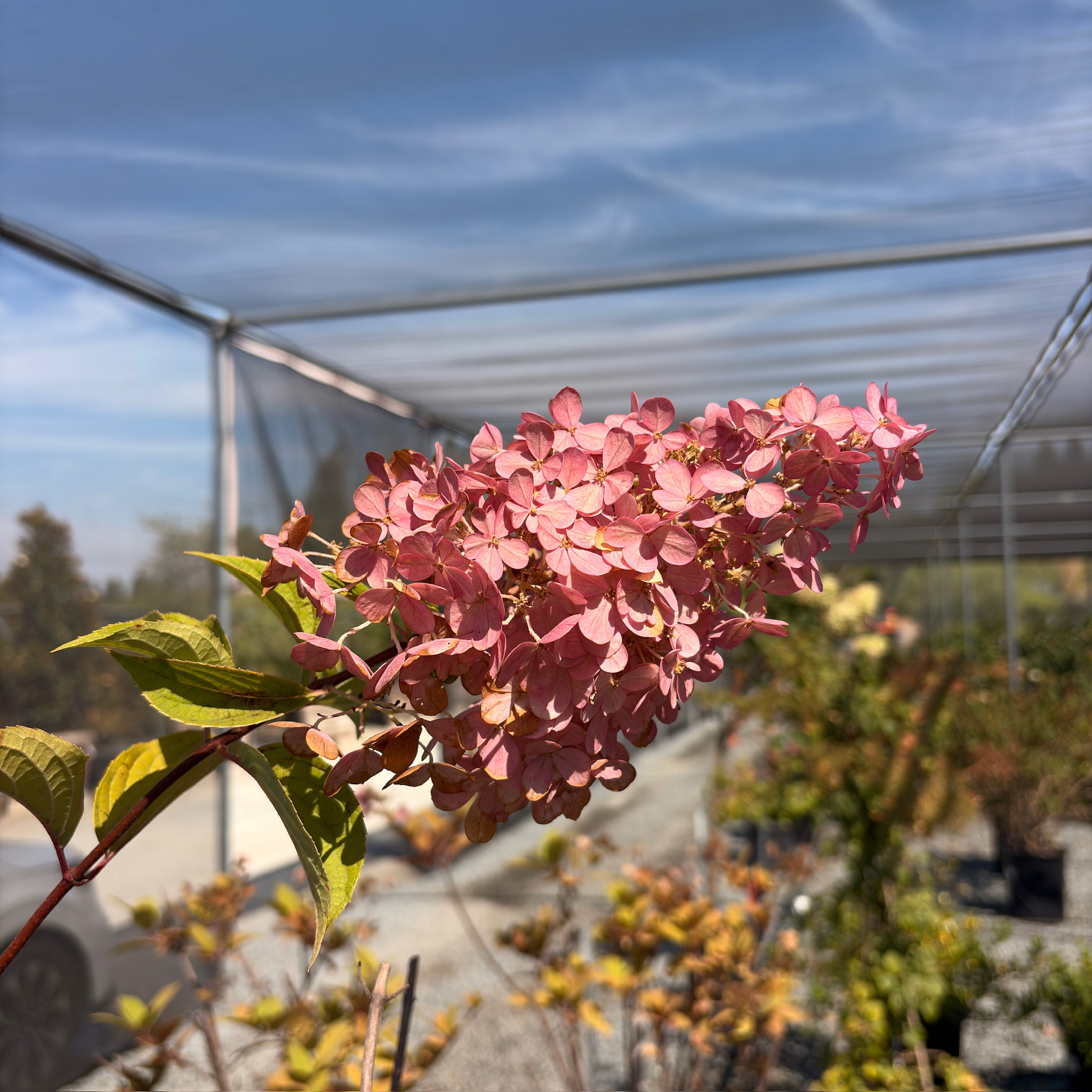 Vanilla Strawberry FE Hydrangea