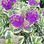 Variegata Hebe