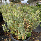 Variegata Hebe