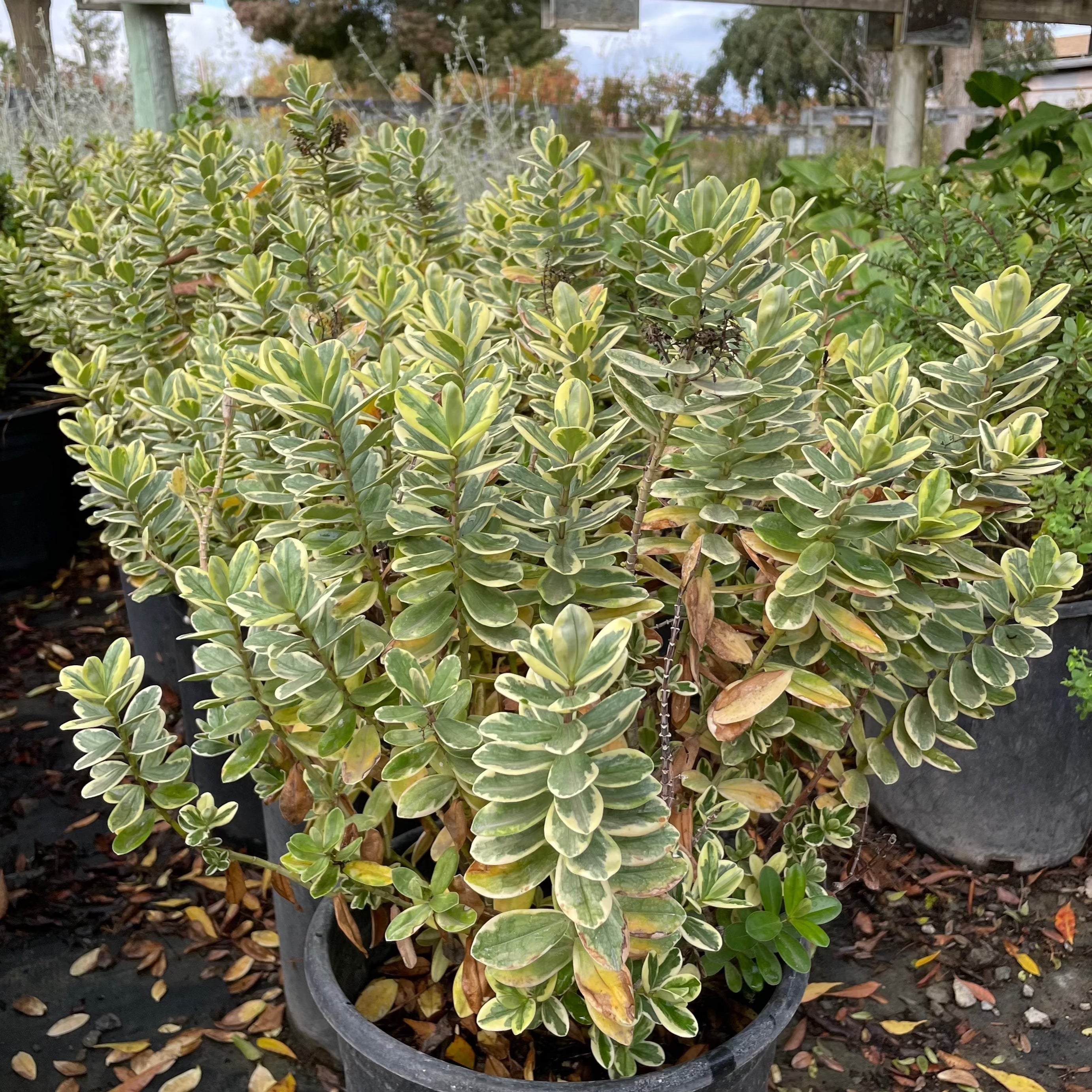 Variegata Hebe