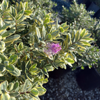 Variegata Hebe