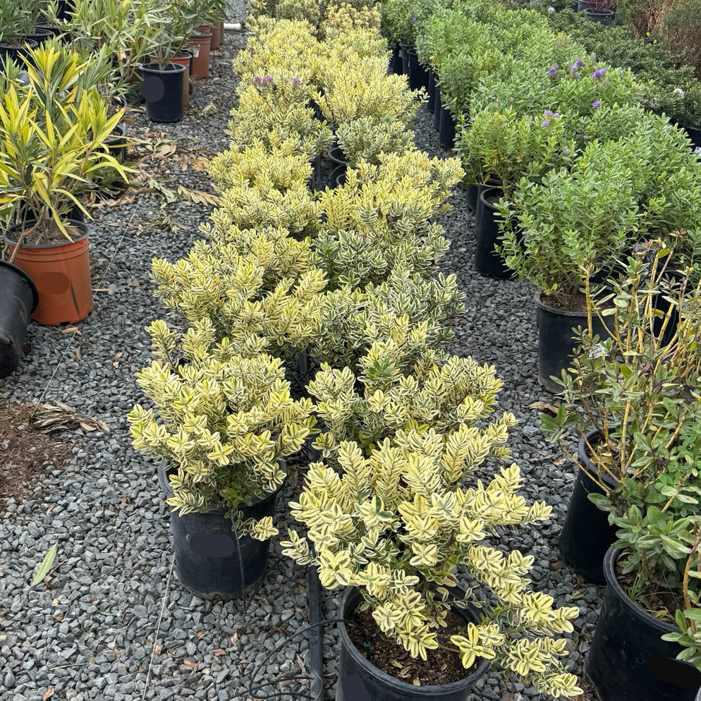 Variegata Hebe