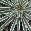 Variegated Adam's Needle