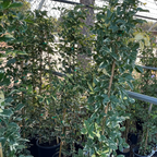 Variegated green and white leaves on Variegated Bower Vine of a bush in a garden setting