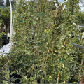 Group of leafy Variegated Bower Vine plants with green stems in a garden setting