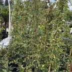 Group of leafy Variegated Bower Vine plants with green stems in a garden setting