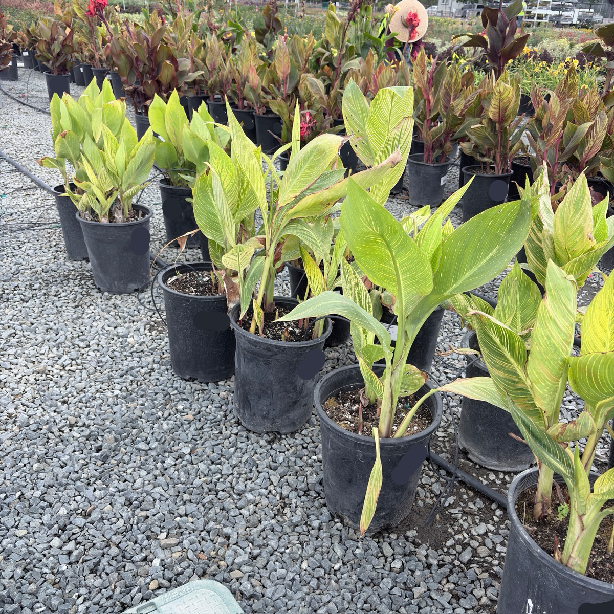 Variegated Canna Lily
