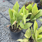 Variegated Canna Lily