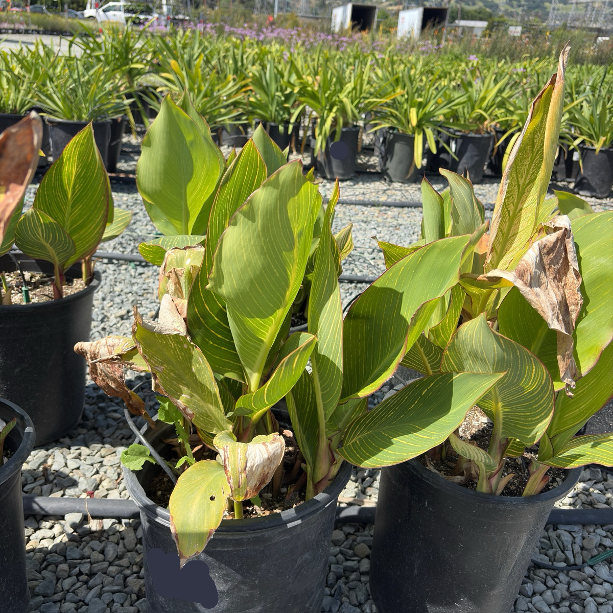 Variegated Canna Lily