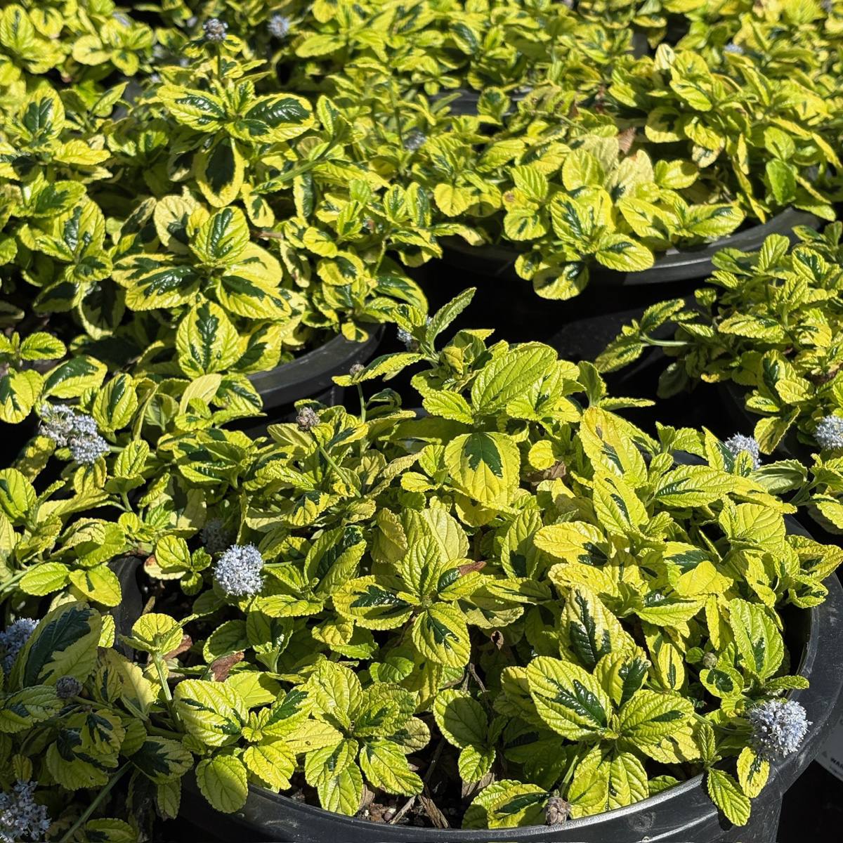 Variegated Carmel Creeper California Lilac