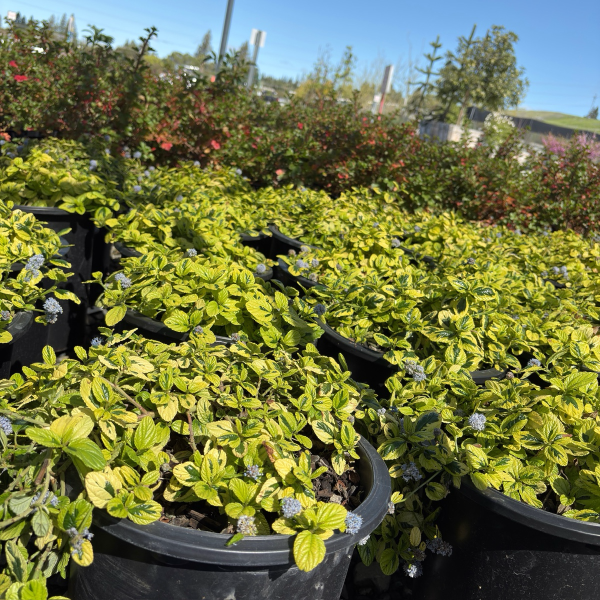 Variegated Carmel Creeper California Lilac