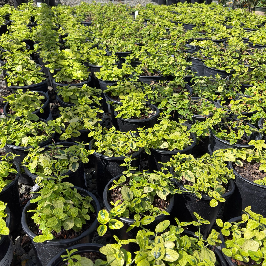 Variegated Carmel Creeper California Lilac
