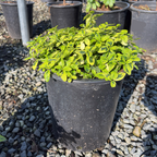 Variegated Carmel Creeper California Lilac