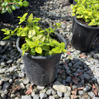 Variegated Carmel Creeper California Lilac