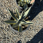 Variegated Century Plant