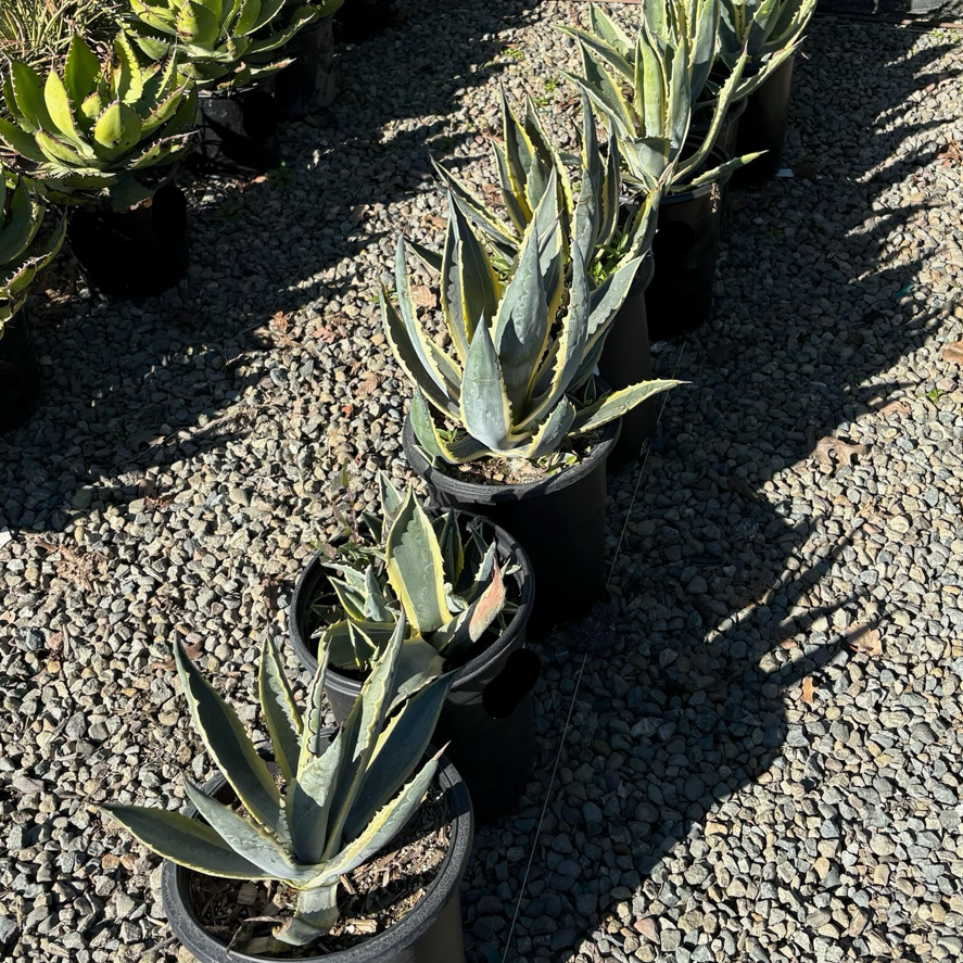 Variegated Century Plant
