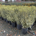Variegated Common Boxwood