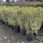 Variegated Common Boxwood