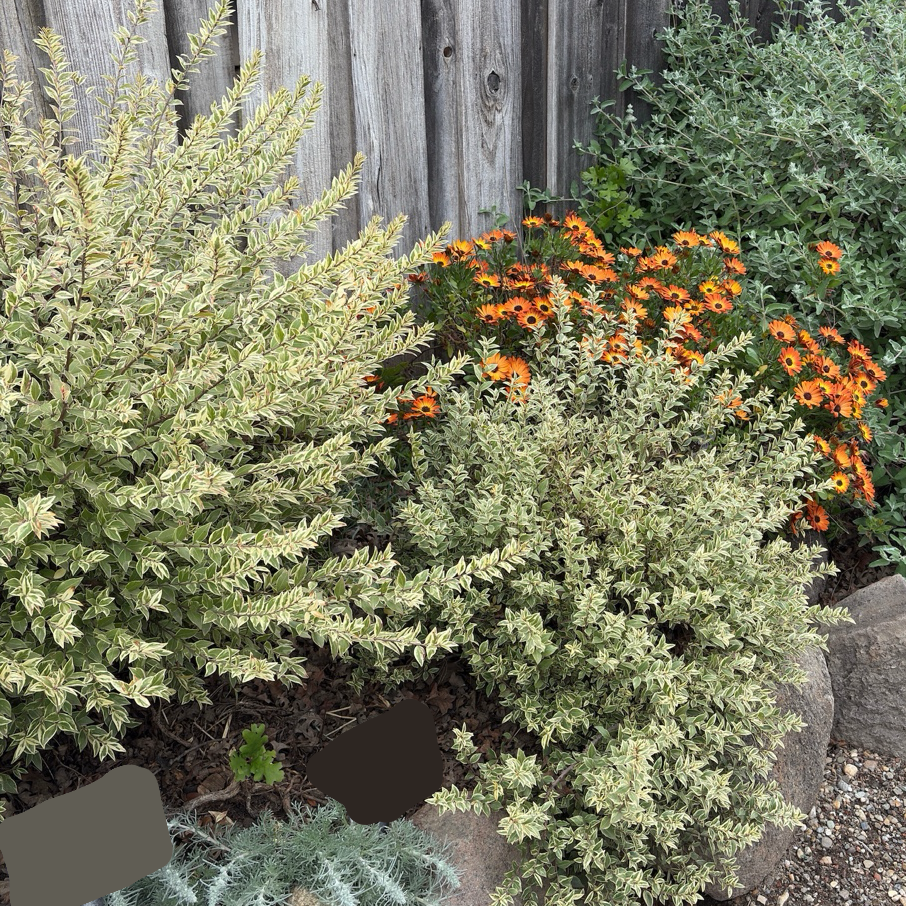 Variegated Common Myrtle