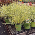 Variegated Dwarf Mat Rush