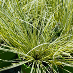 Variegated Dwarf Mat Rush