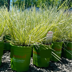 Variegated Dwarf Mat Rush
