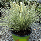 Variegated Dwarf Mat Rush