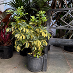Variegated Dwarf Umbrella Plant