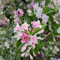 Close-up of Variegated Dwarf Weigela pink and white flowers with green leaves in a natural setting