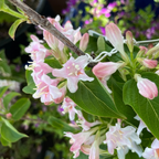 Close-up of Variegated Dwarf Weigela pink and white flowers with green leaves on a branch.