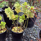Variegated Hebe