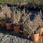 Variegated Italian Buckthorn
