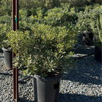 Variegated Japanese Mock Orange