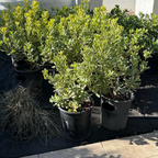 花叶海桐 Variegated Japanese Mock Orange