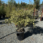 花叶海桐 Variegated Japanese Mock Orange