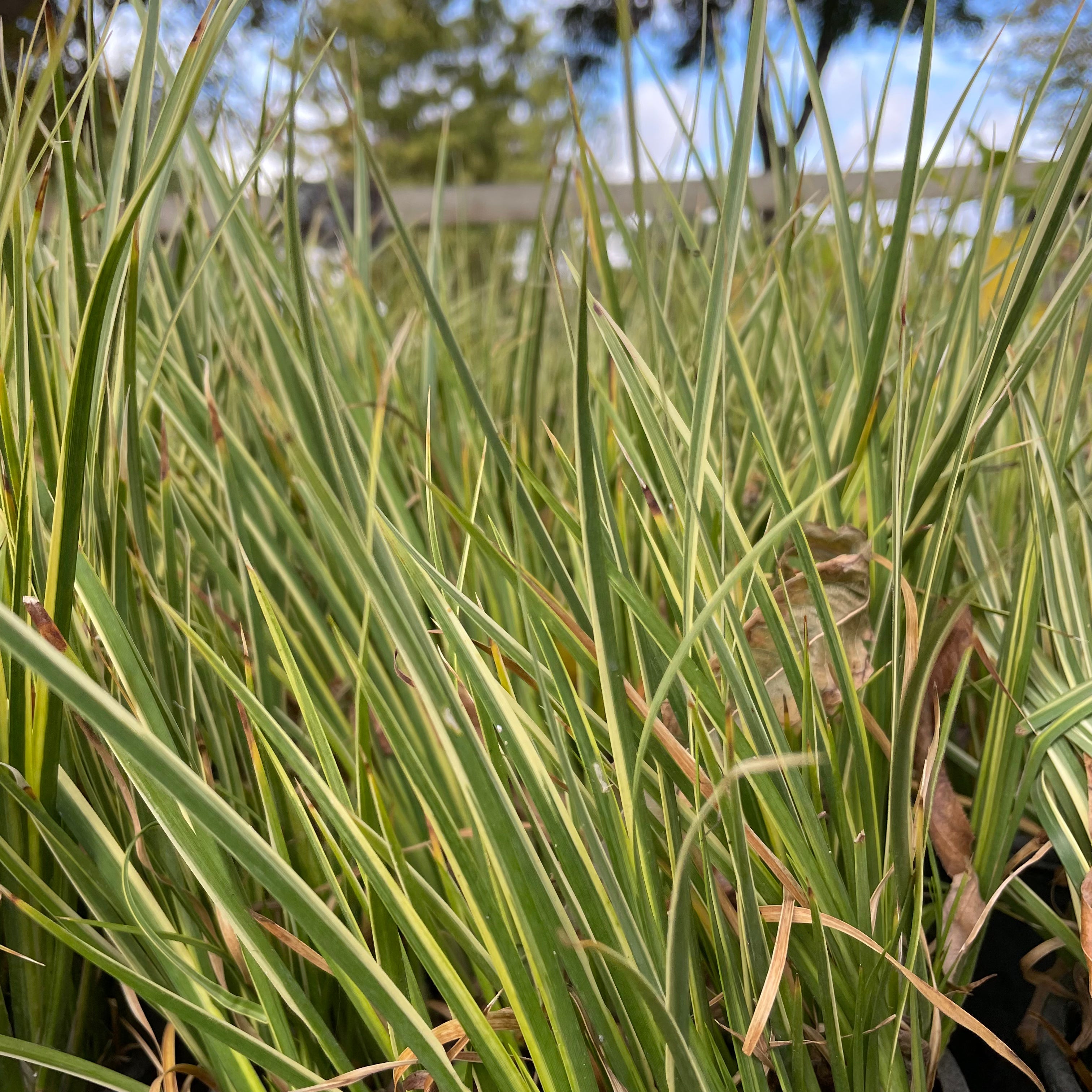 Close-up of Variegated Japanese Sweet Flag grass with blurred background