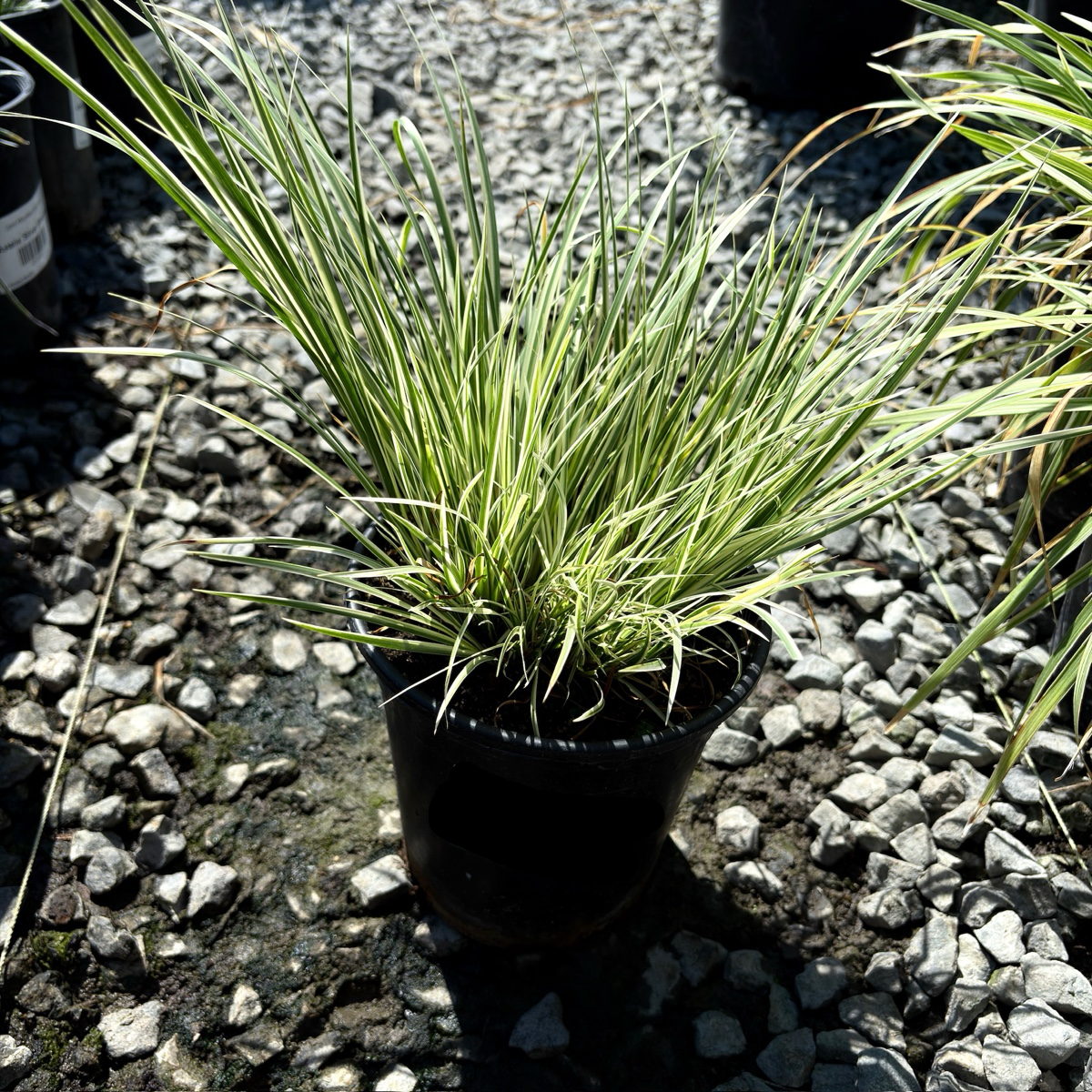 Potted Variegated Japanese Sweet Flag plant with long green leaves on a gravel surface