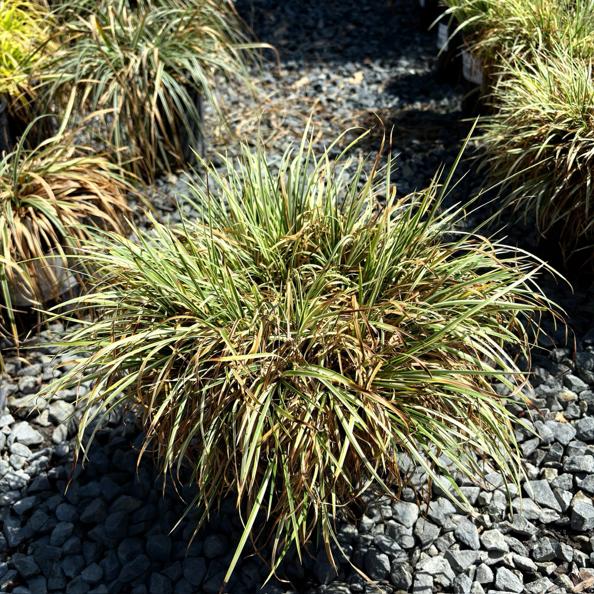 Variegated Japanese Sweet Flag plant on a bed of small stones