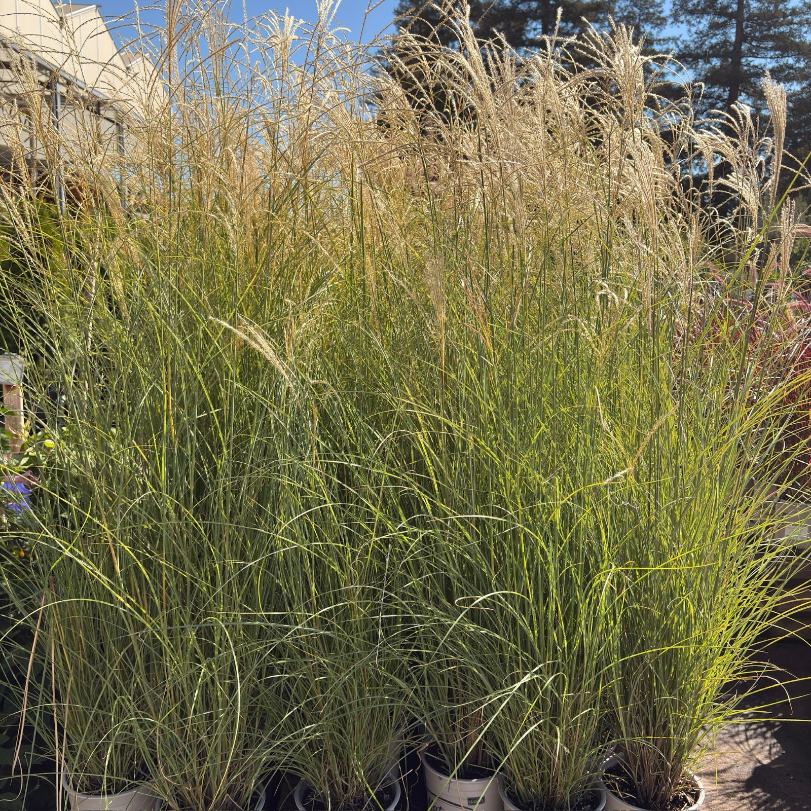 Variegated Maiden GrassTall Variegated Maiden Grass in pots with a blurred background
