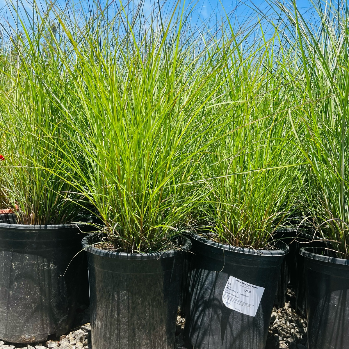 Variegated Maiden GrassPotted Variegated Maiden Grass plants in black pots with a clear blue sky background in the victory nursery