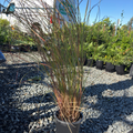 Variegated Maiden Grass