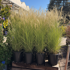 Variegated Maiden Grass