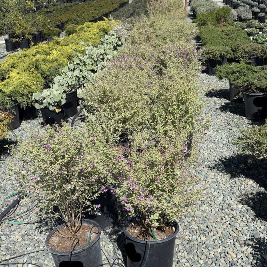 Variegated Mint Bush