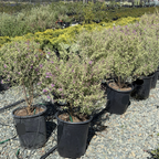Variegated Mint Bush