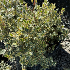 Variegated Myrtle