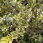 Variegated Myrtle
