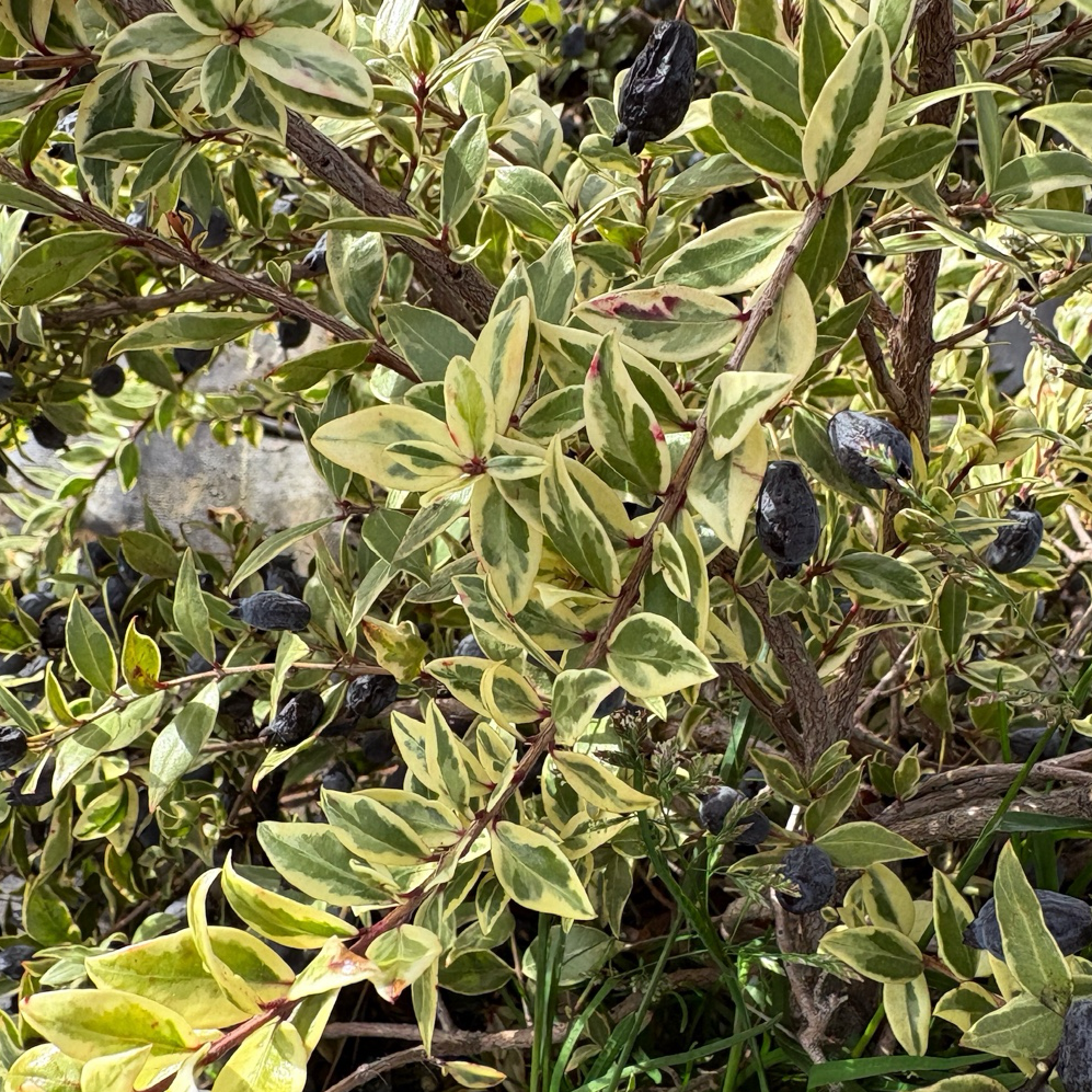 Variegated Myrtle