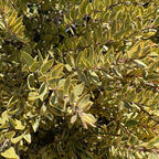 Variegated Myrtle